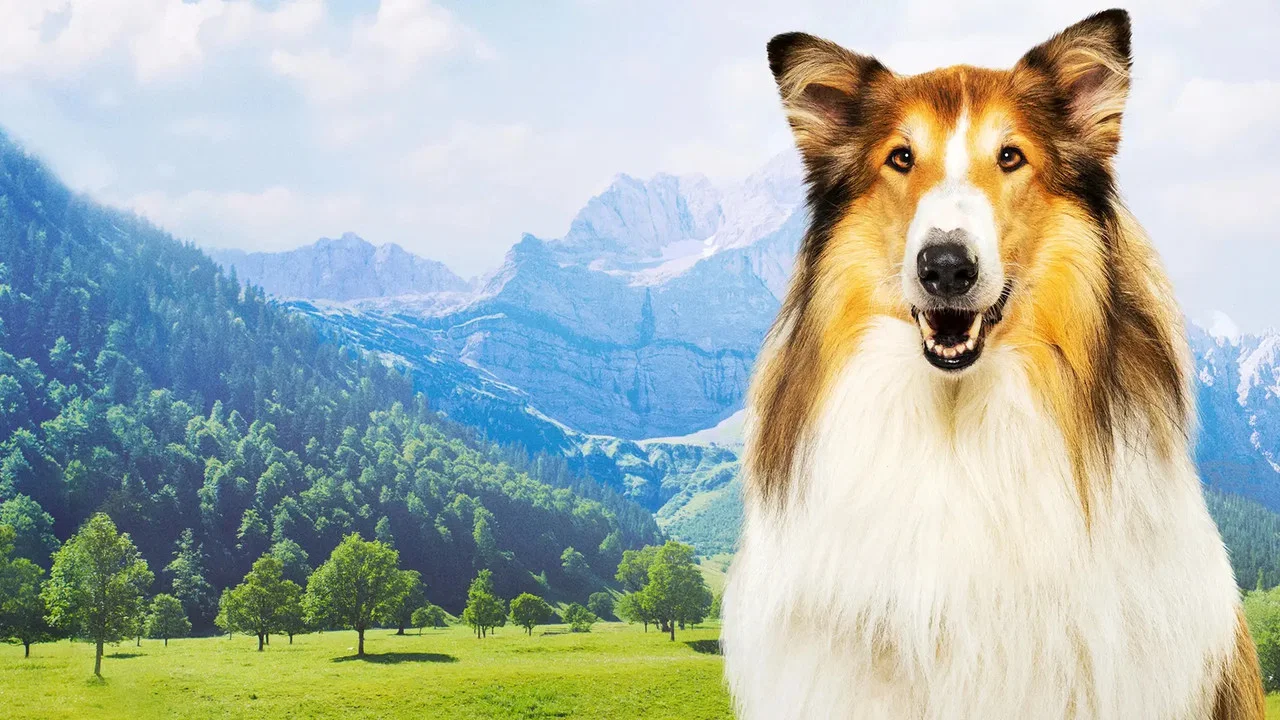 灵犬莱西：新冒险 - 剧照