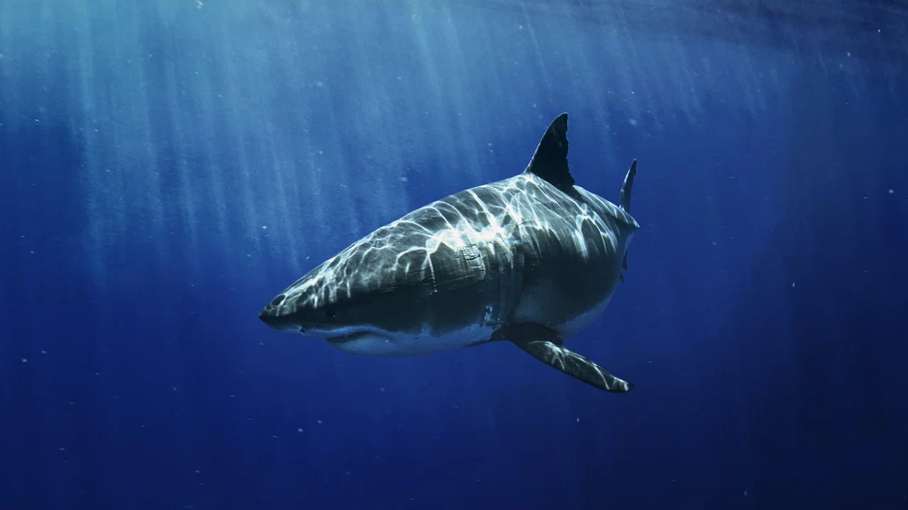 Most Wanted Sharks - 剧照