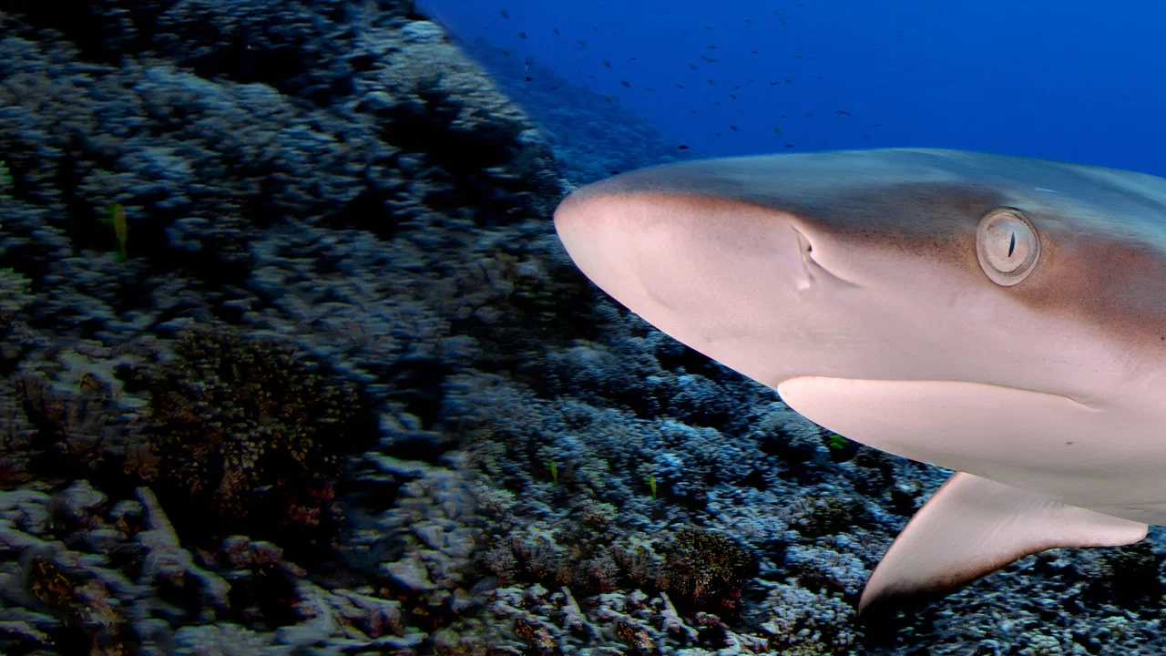 Sharks of Lost Island - 剧照