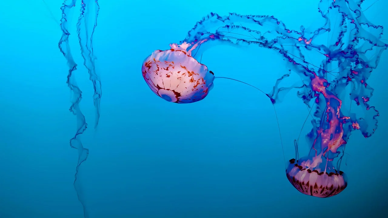 M&eacute;duses les souveraines des oc&eacute;ans - 剧照