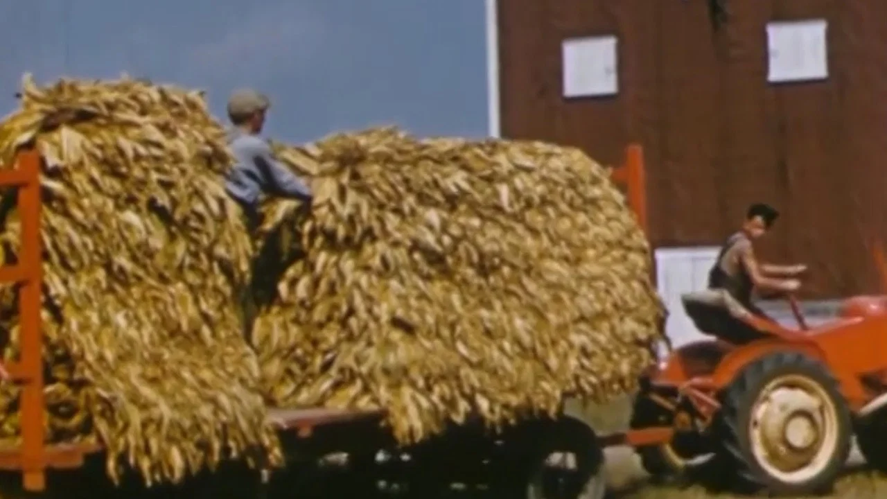Le tabac jaune du Qu&eacute;bec - 剧照