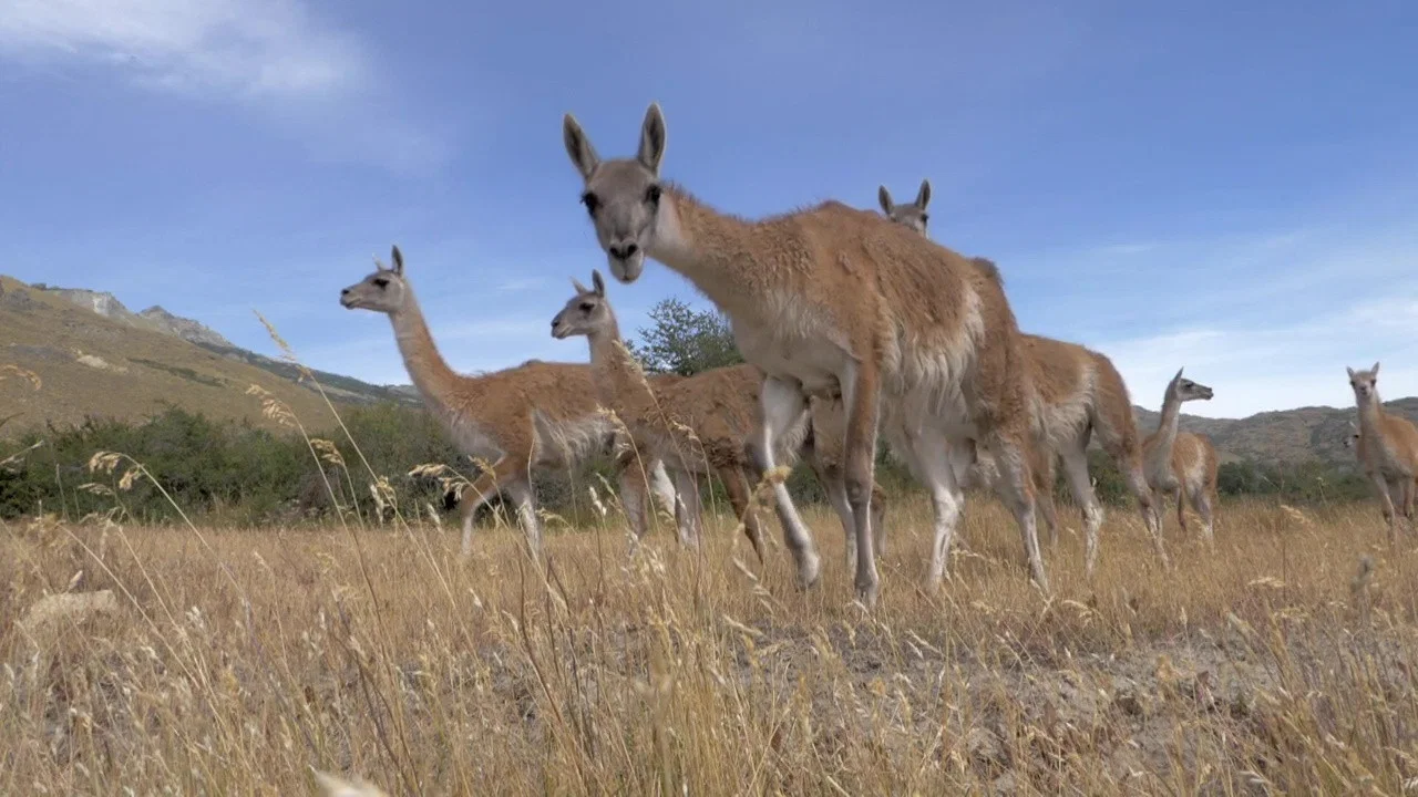 Parque Patagonia - 剧照