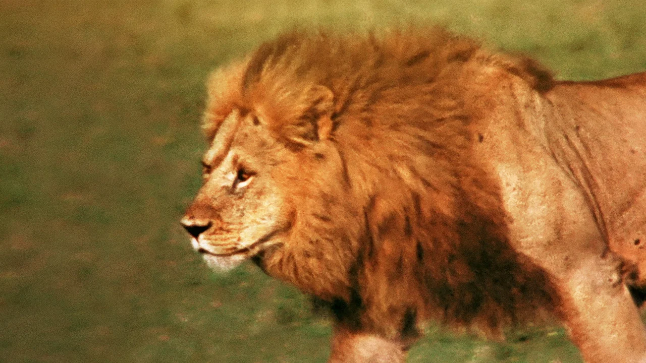 The African Lion - 剧照