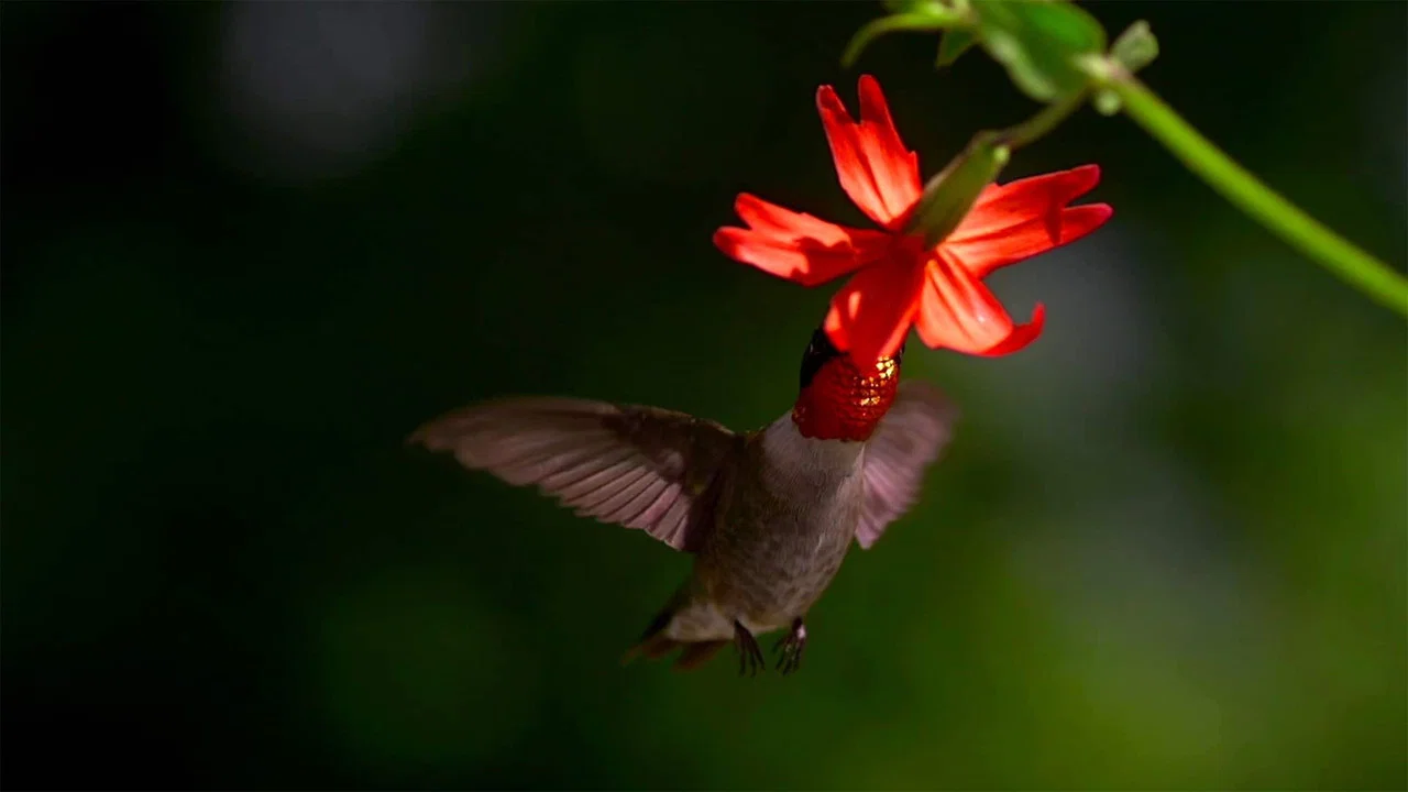 Migrations: Frequent Flyers - 剧照