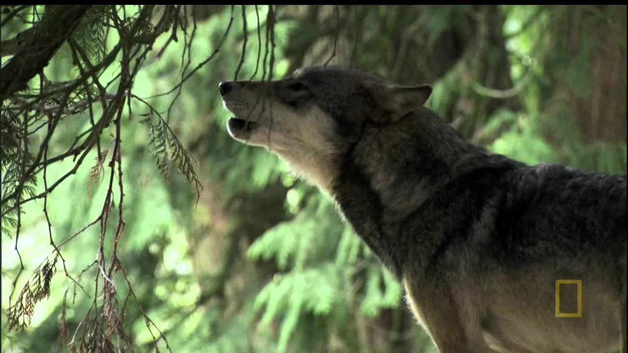 A Man Among Wolves - 剧照