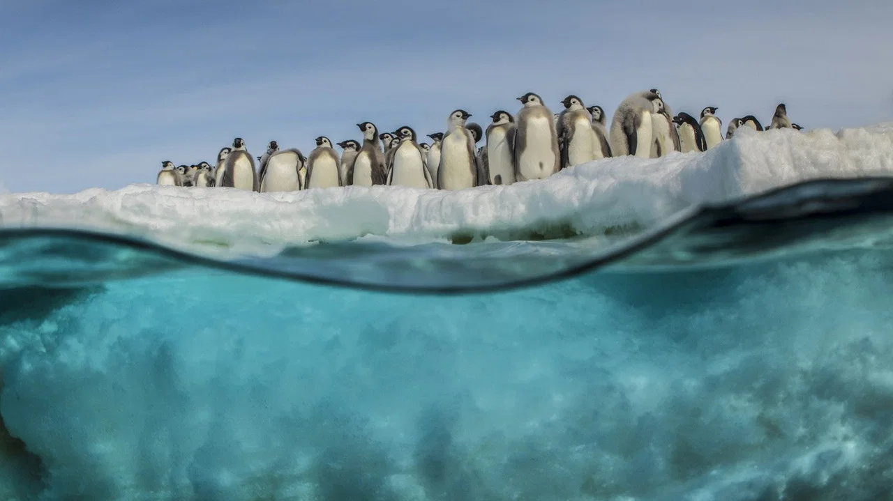 Antarctica, sur les traces de l'empereur - 剧照