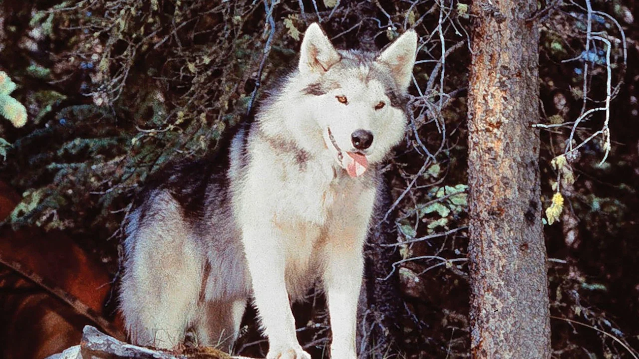 Nikki, Wild Dog of the North - 剧照