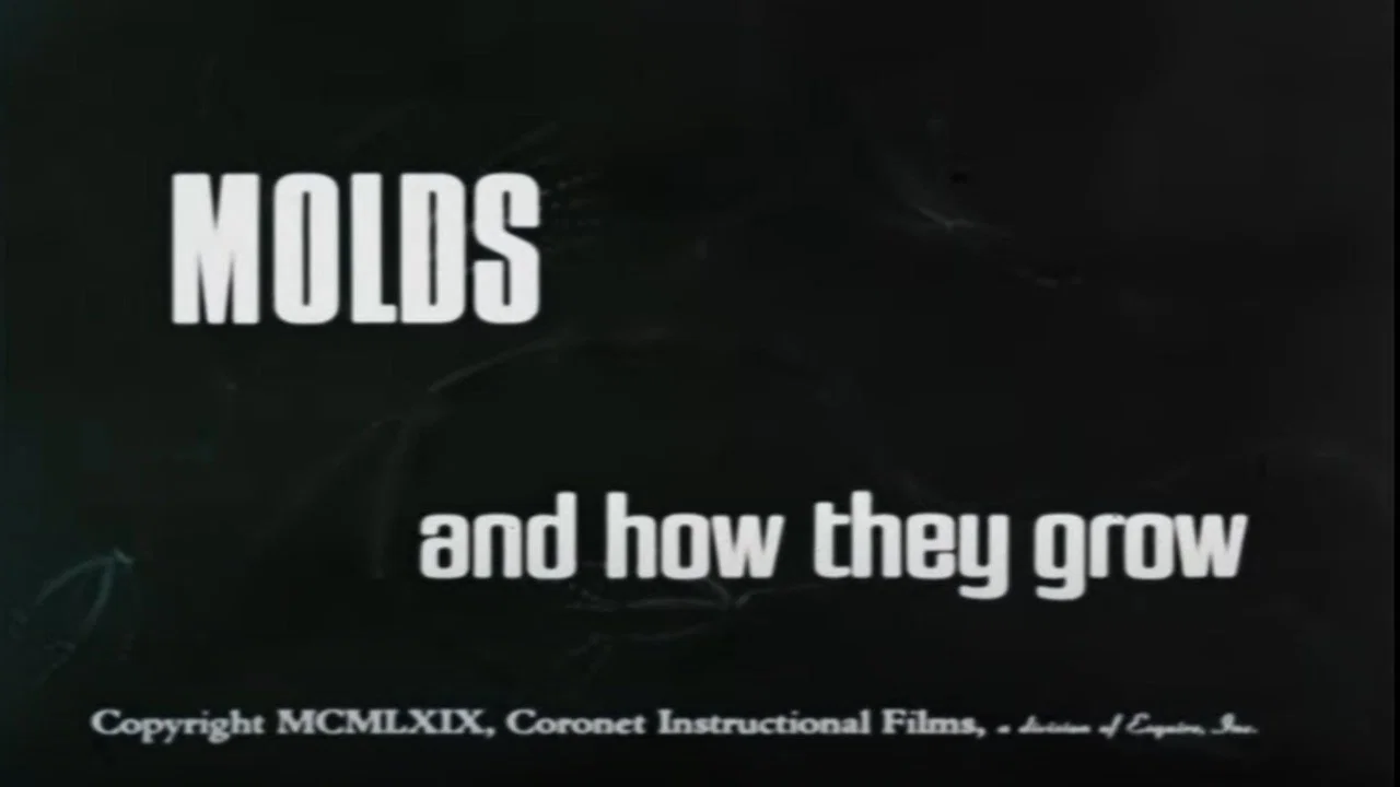 Molds and How They Grow - 剧照