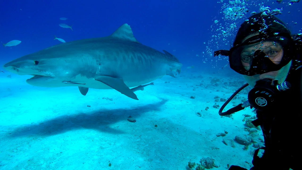 Most Wanted Sharks - 剧照