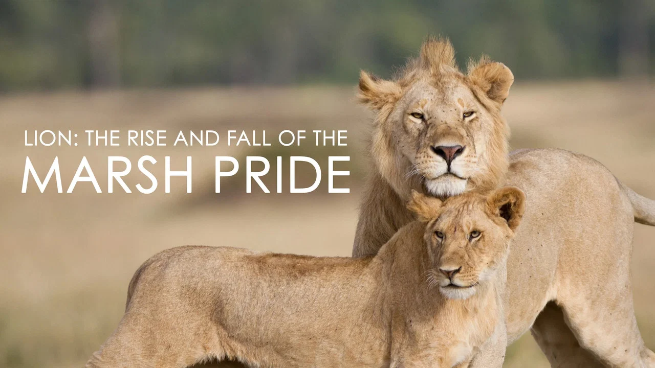 Lion: The Rise and Fall of the Marsh Pride - 剧照