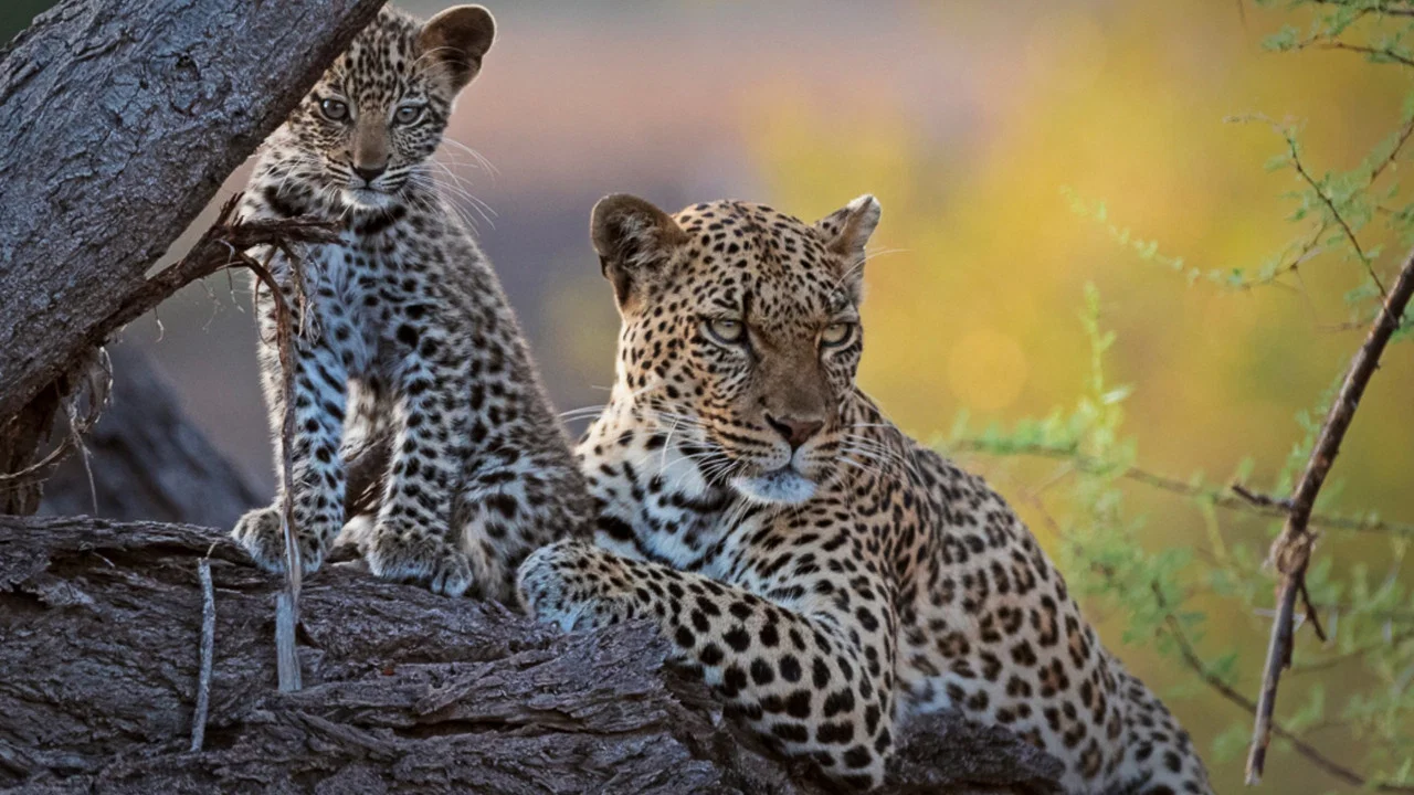 Mashatu: Land of Leopards - 剧照