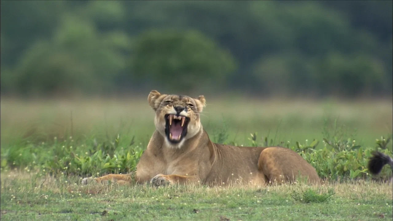 The Last Lioness: Birth of a Pride - 剧照