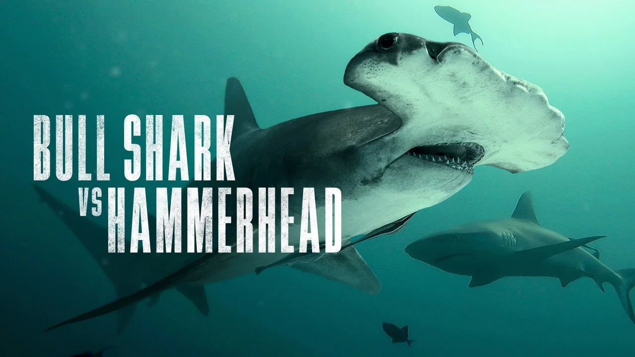 Bull Shark vs. Hammerhead - 剧照
