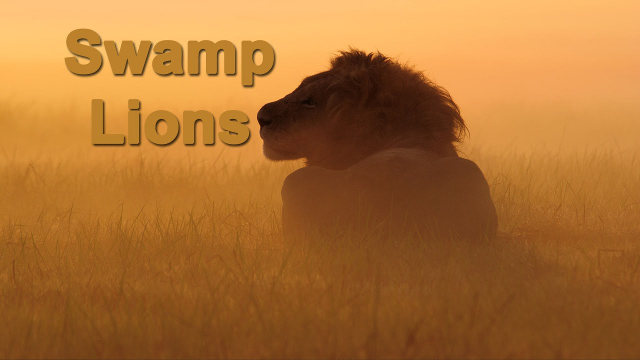 Swamp Lions - 剧照
