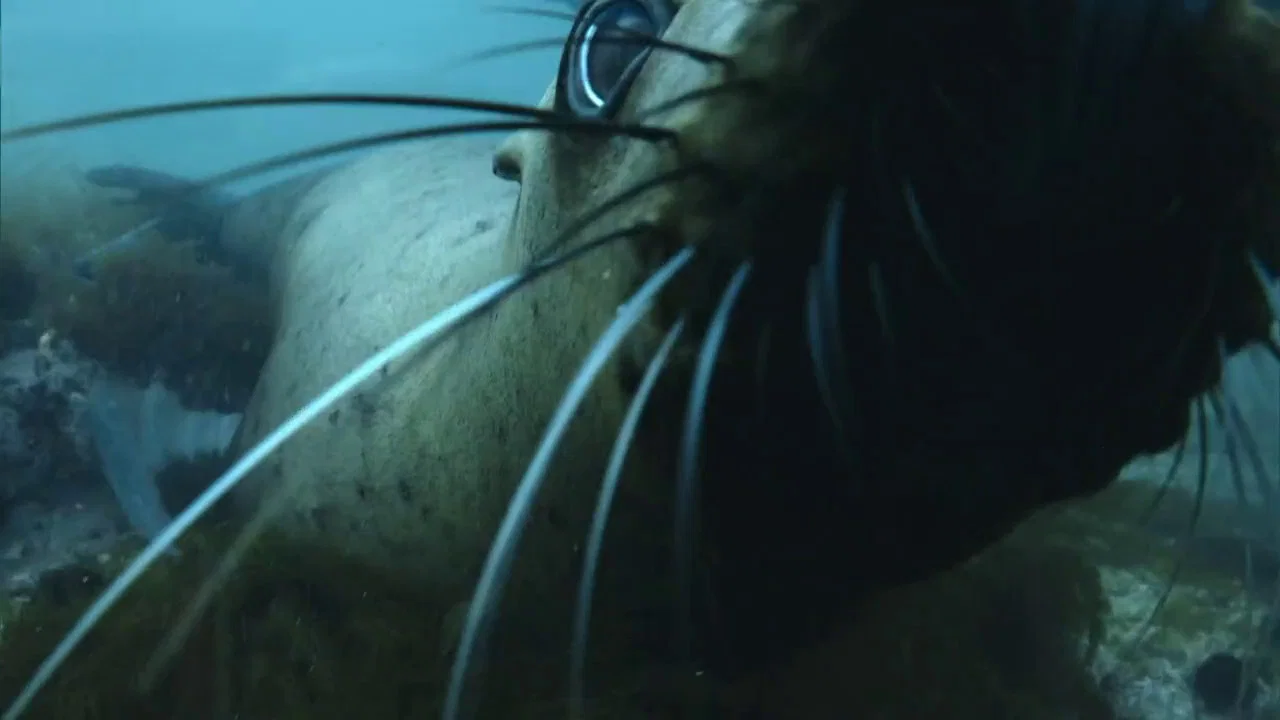The Old Man and the Sea Lion - 剧照