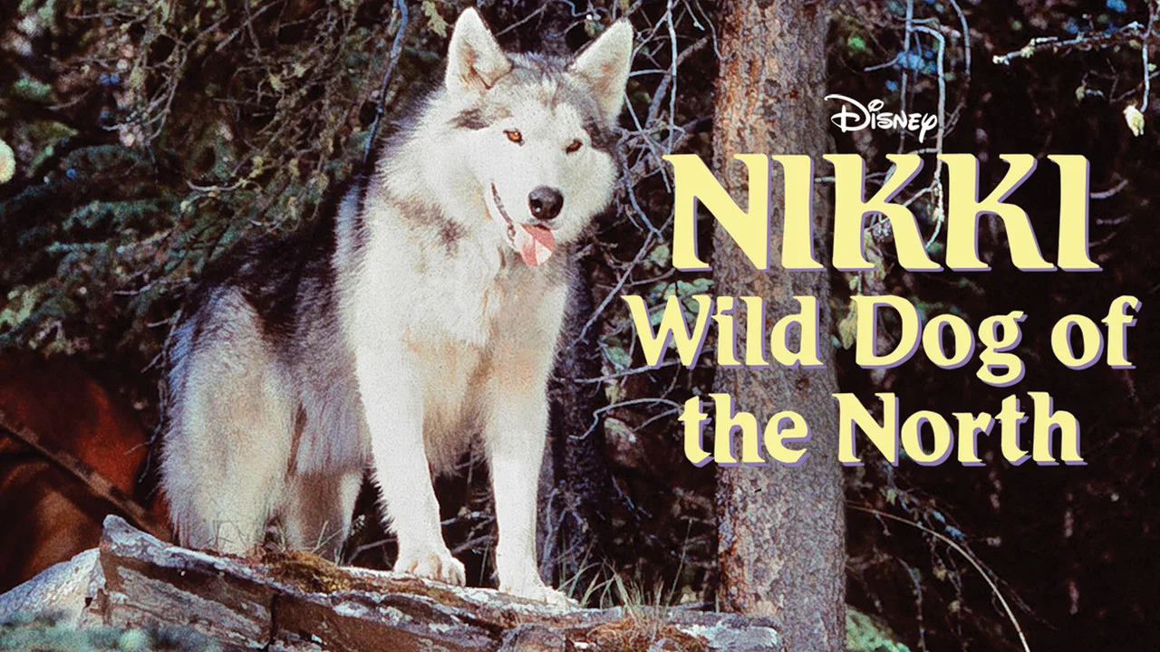 Nikki, Wild Dog of the North - 剧照