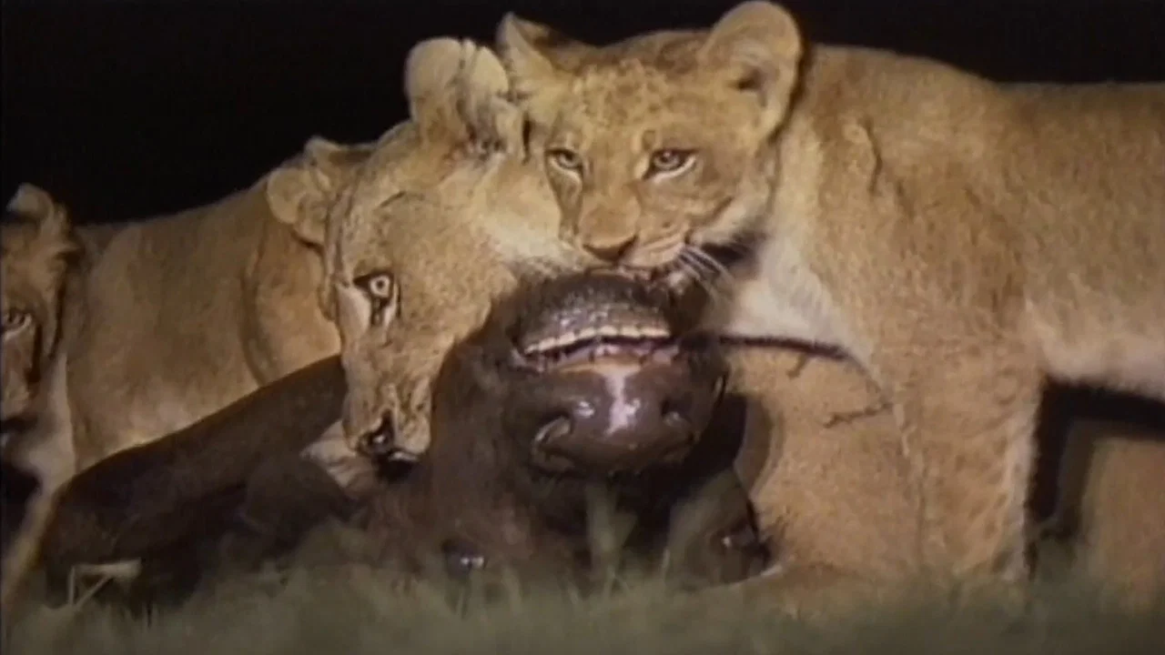 Lions Of Darkness - 剧照
