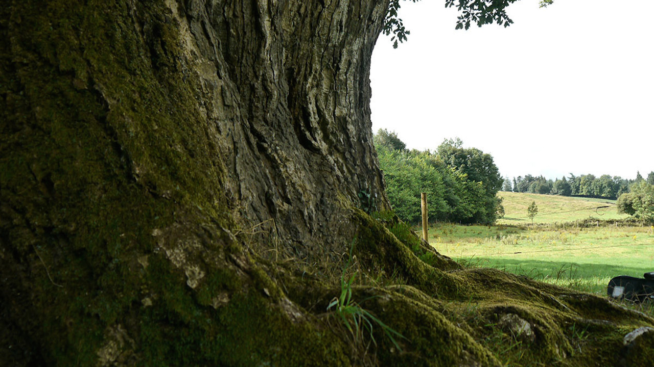 Call of the Forest: The Forgotten Wisdom of Trees - 剧照