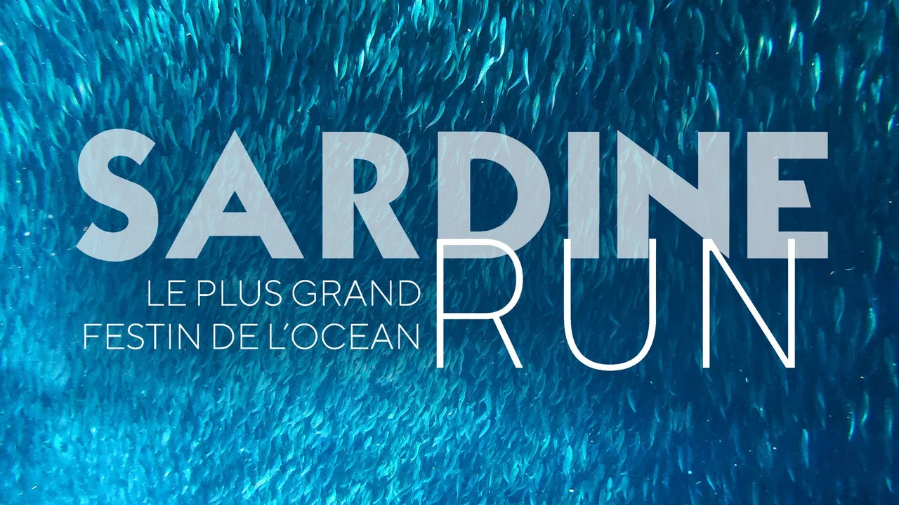 Sardine Run, le plus grand festin de l'oc&eacute;an - 剧照