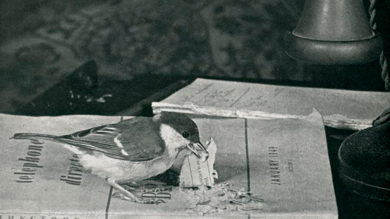 Langue des oiseaux - 剧照