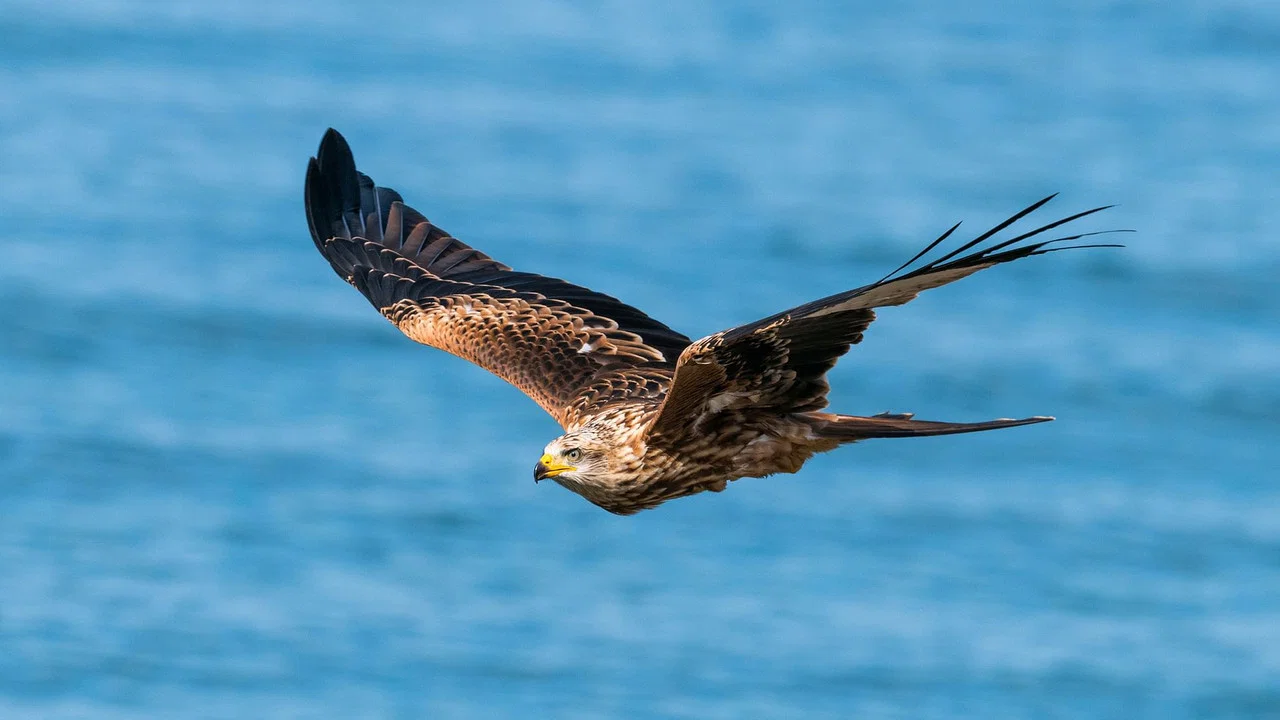 Zugv&ouml;gel - Ein Jahr vergeht im Flug - 剧照