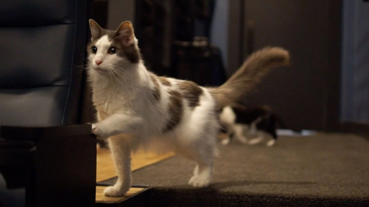 Quarantine Cat Film Festival - 剧照