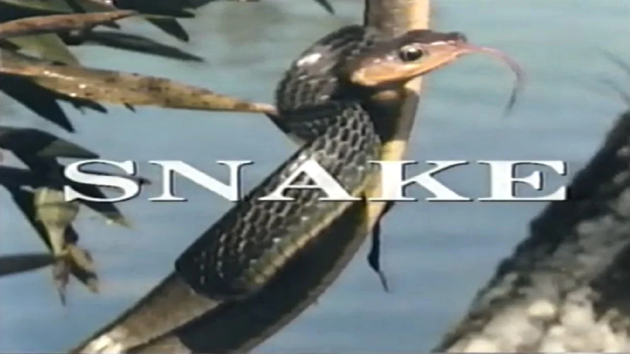 Predators of the Wild: Snake - 剧照