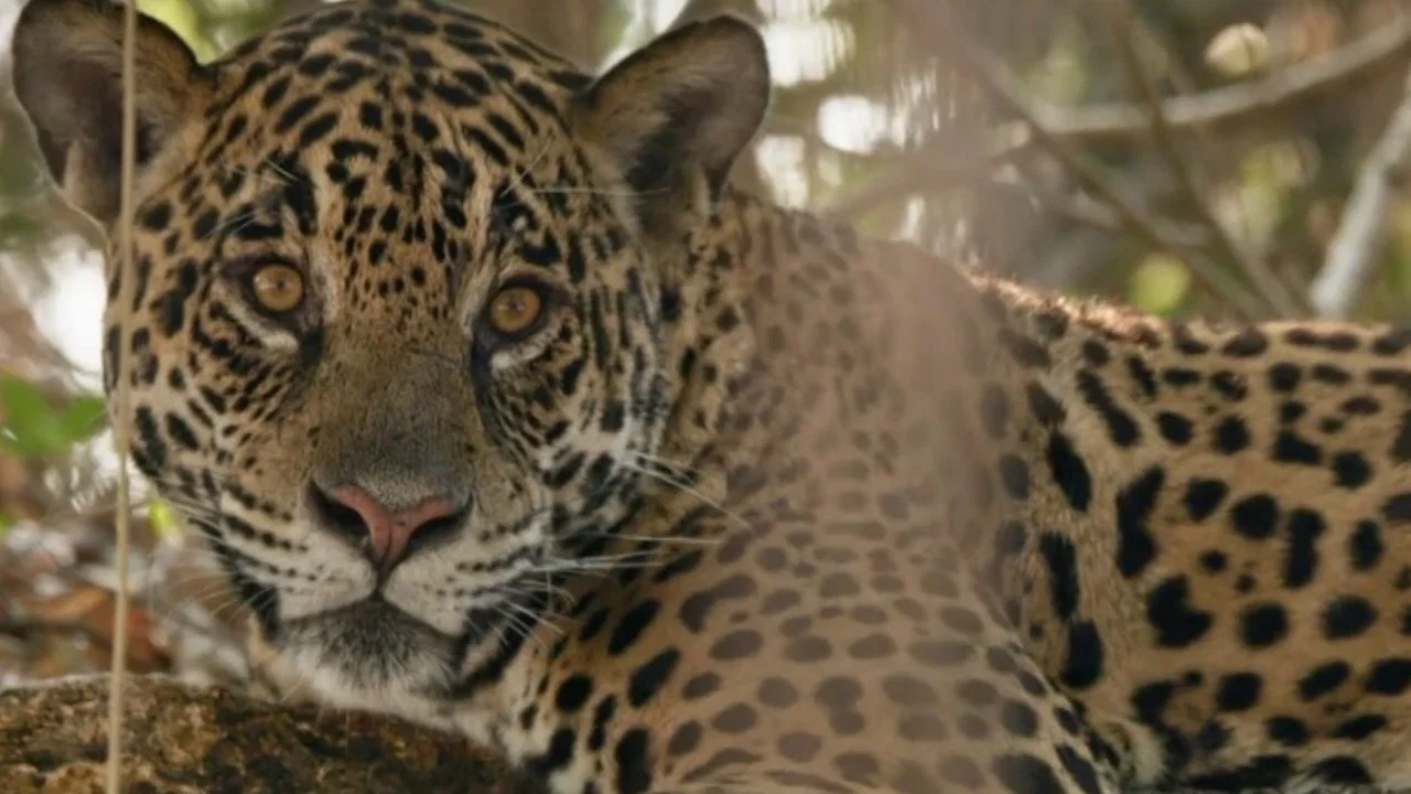 Au nom des jaguars - 剧照