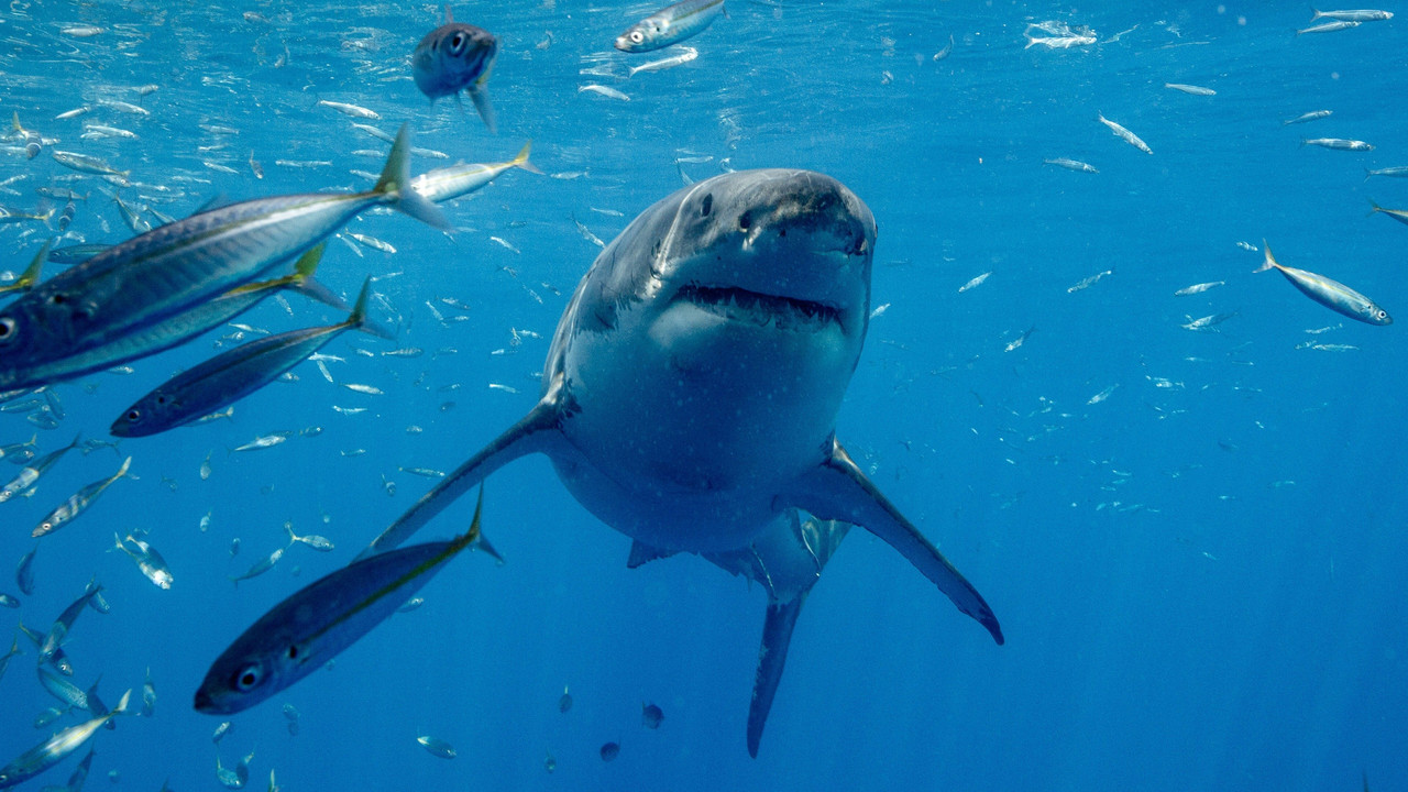 Shark vs. Surfer - 剧照