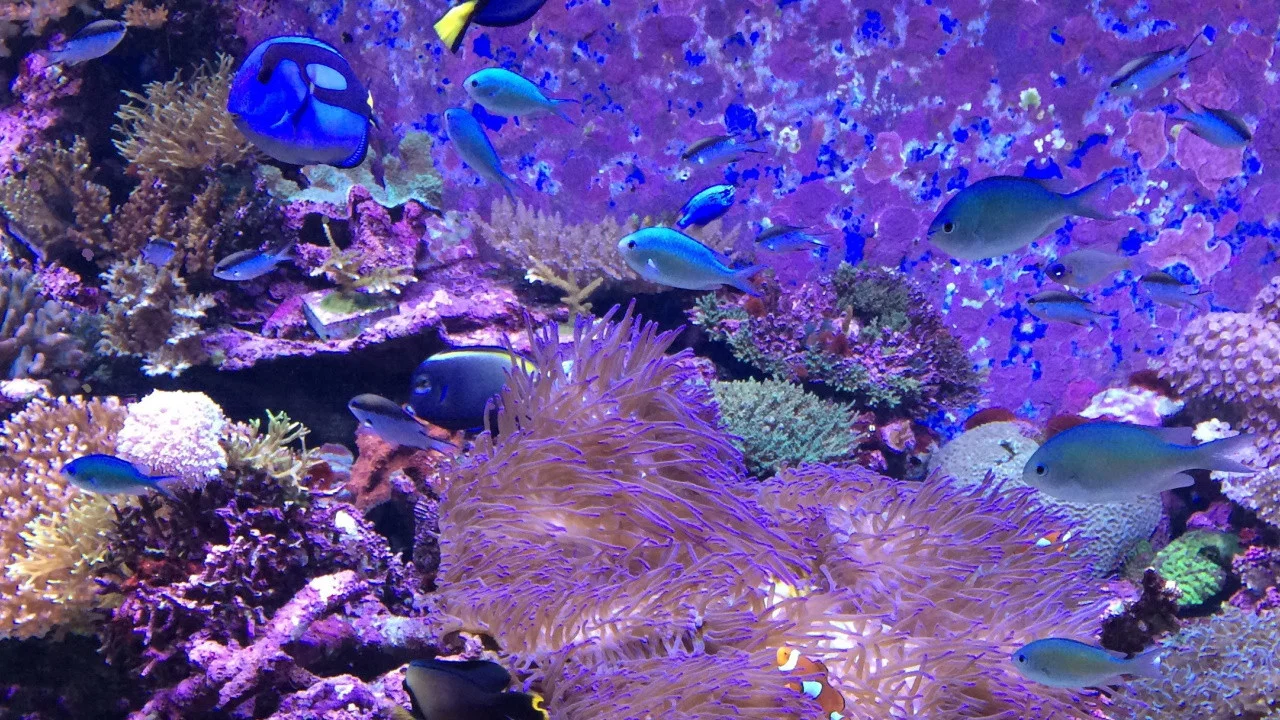 Can We Save the Reef? - 剧照