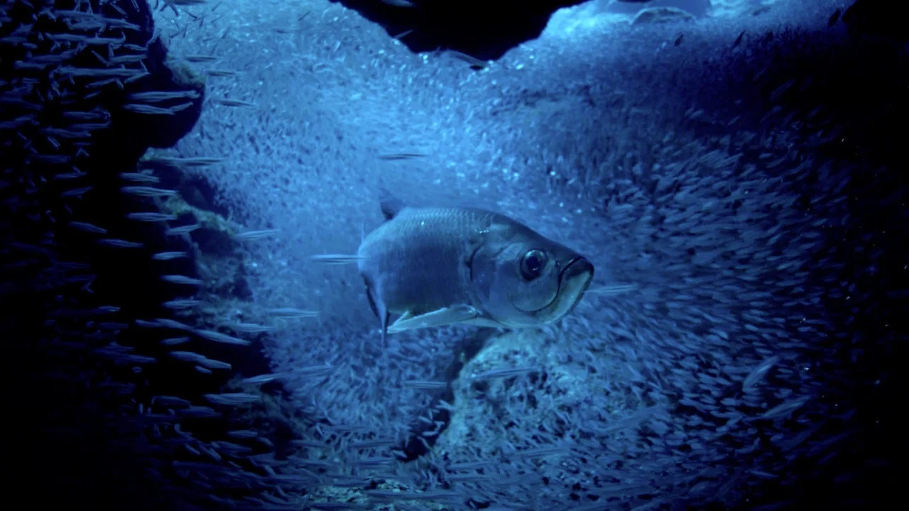 Atlantic: The Wildest Ocean on Earth - 剧照