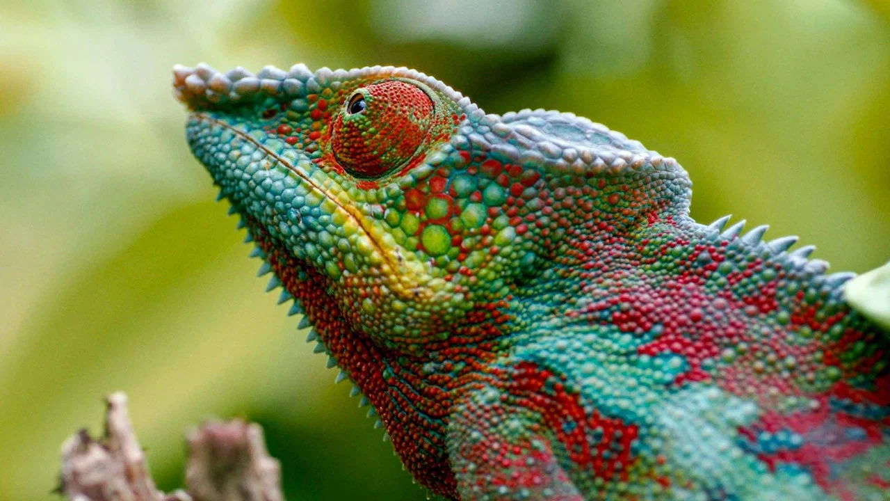 Madagascar or the Great Carnival of the Chameleons - 剧照