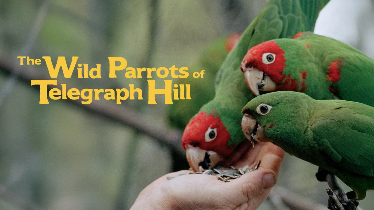 The Wild Parrots of Telegraph Hill - 剧照