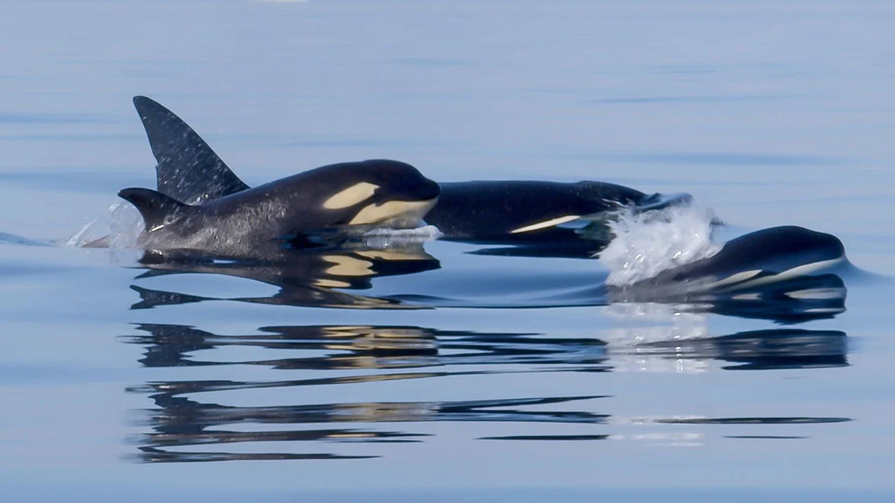 Orcas - Life in Black and White - 剧照
