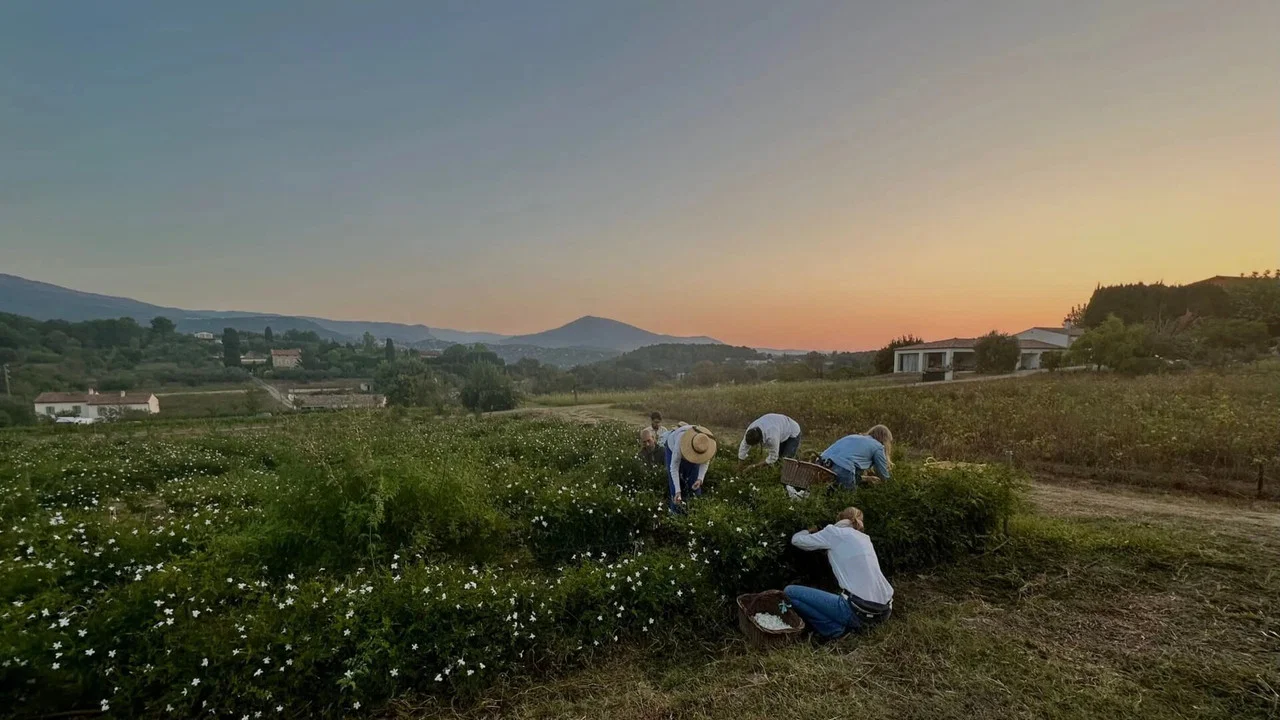 Fleurs &agrave; parfum, retour en Grasse - 剧照