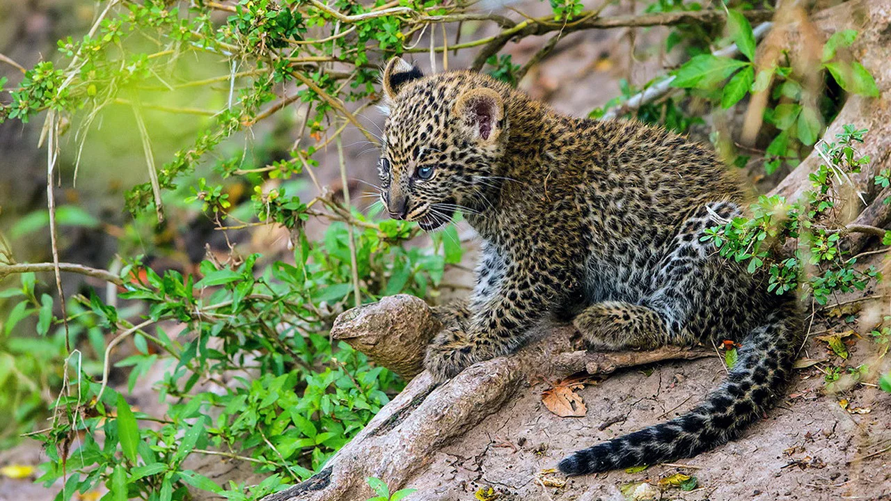 Die Leopardin - 剧照