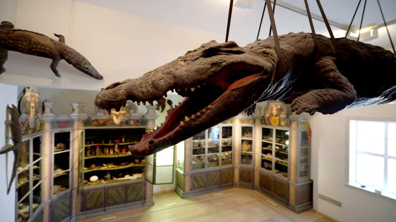 Die Geschichte des Museums &ndash; Von der Wunderkammer zum Wahrzeichen - 剧照
