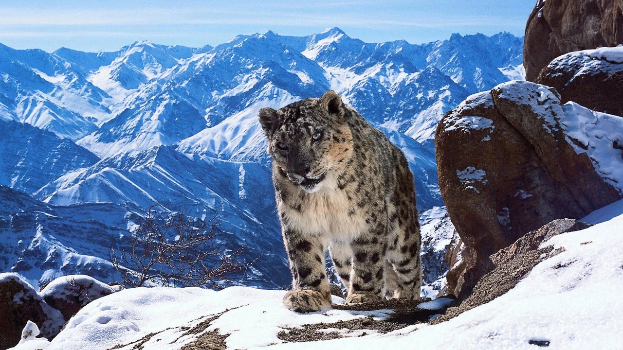 Plan&egrave;te animale 2 : Survivre - 剧照