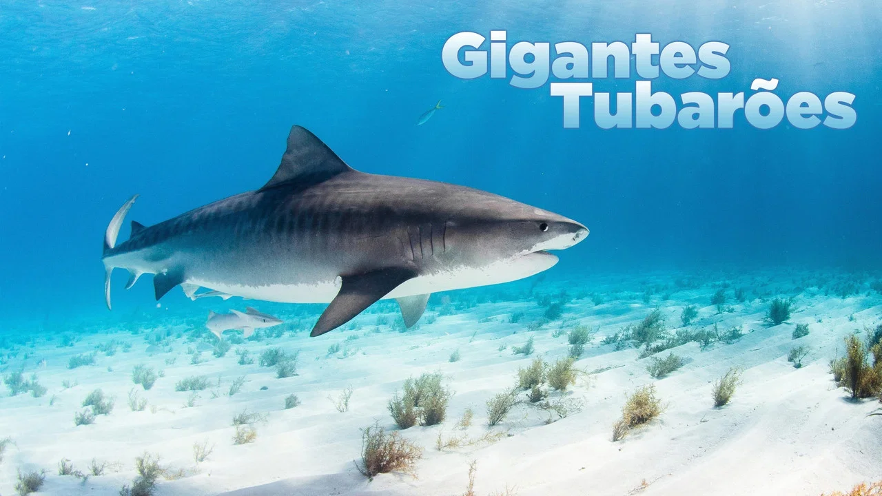 World's Biggest Tiger Shark - 剧照