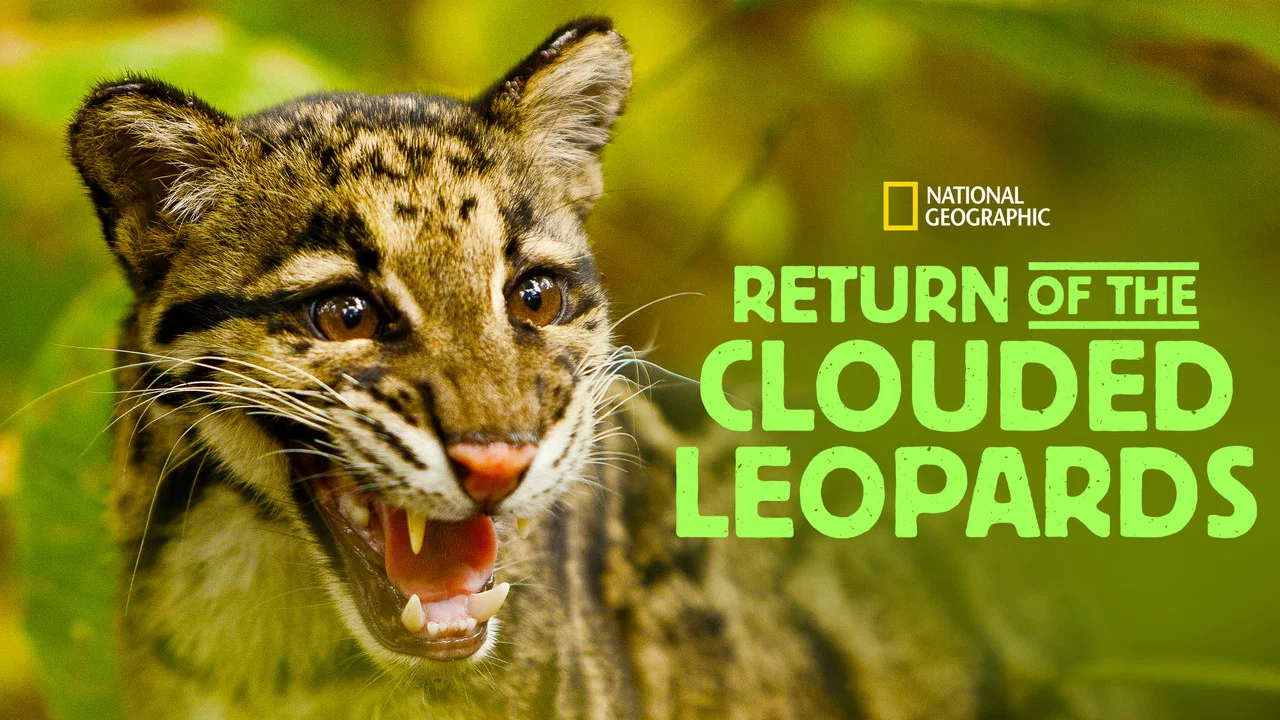 Return of the Clouded Leopards - 剧照
