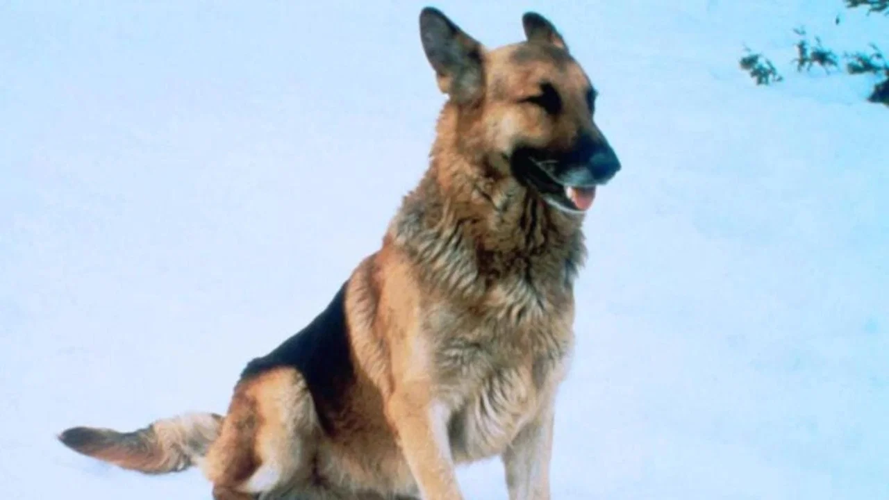 The Courage of Kavik, the Wolf Dog - 剧照