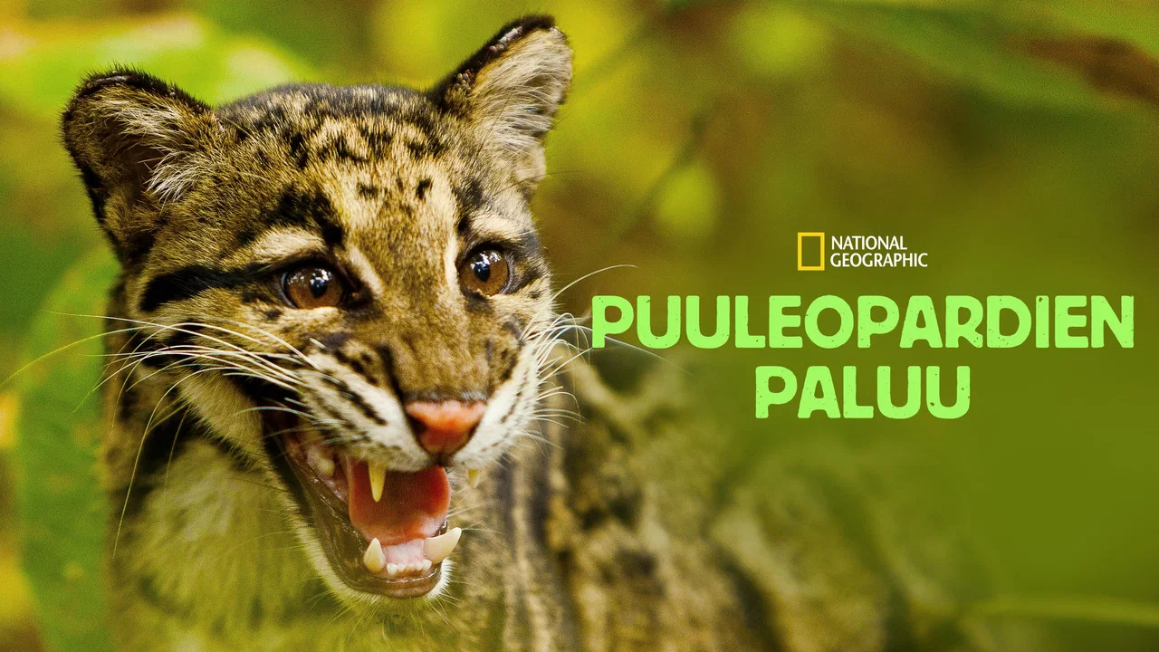 Return of the Clouded Leopards - 剧照