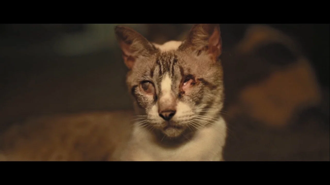 Catty Bete - 剧照