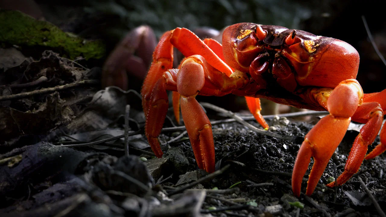 The Giant Robber Crab - 剧照