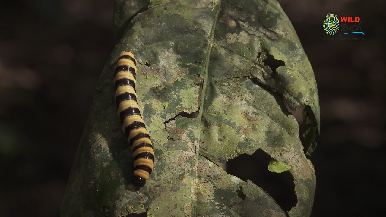 Botanist Francis Hall&eacute; Explains... - 剧照