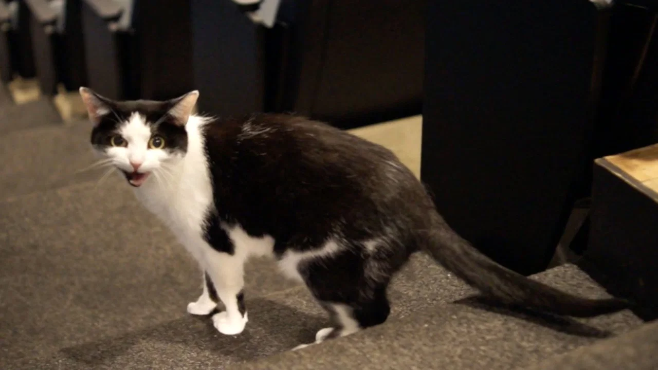 Quarantine Cat Film Festival - 剧照