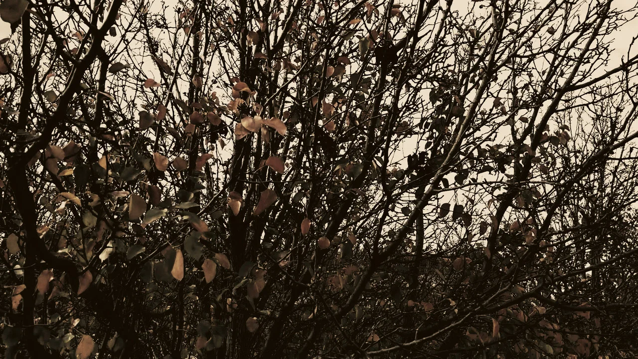 Meshes of an Autumn Afternoon - 剧照