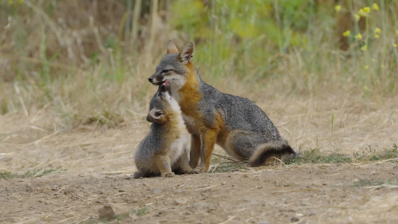 Le renard qui a sauv&eacute; son &icirc;le - 剧照