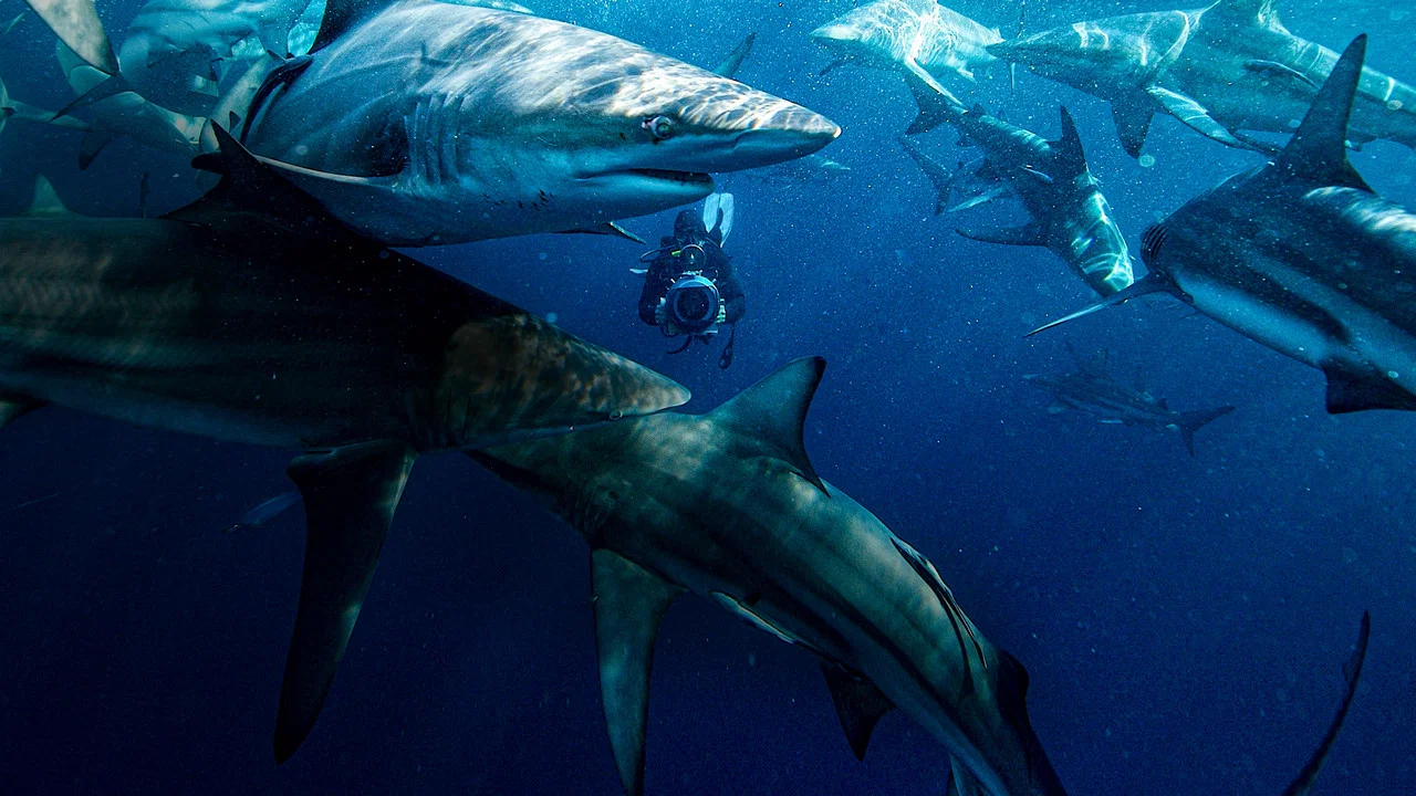 50 Shades of Sharks - 剧照