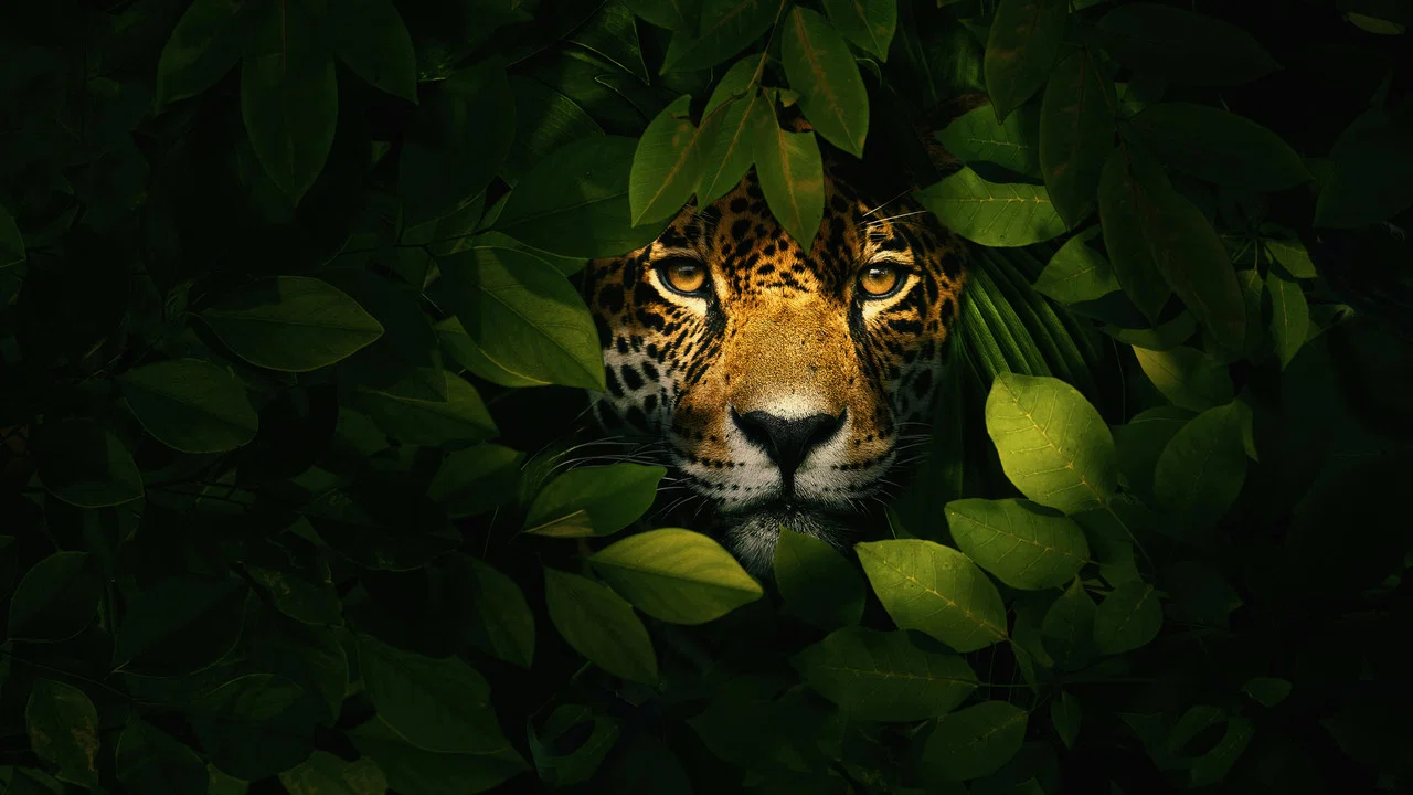 Jaguar vs. Krokodille - 剧照